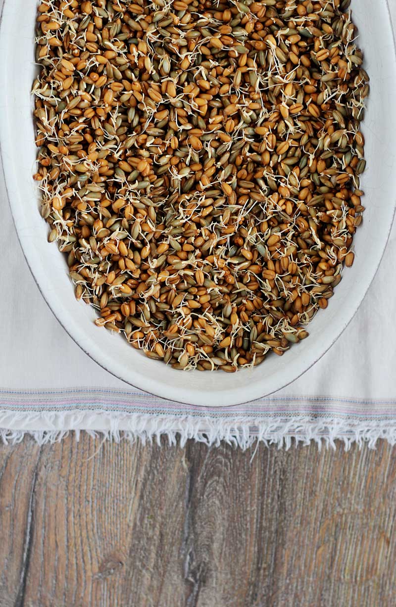 Sprouted-wheat-berries