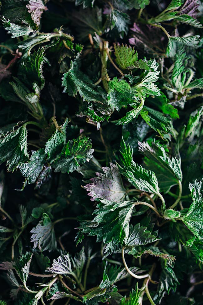 Fresh nettles are loaded with antioxidant and anti-inflammatory nutrients, have diuretic properties and act as a live tonic #vegan #detox | TheAwesomeGreen.com